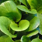 Photo Courtesy of Walter's Gardens, Inc.