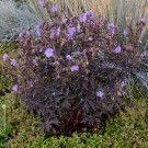 Photo Courtesy of Walter's Gardens, Inc.