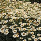 Photo Courtesy of Walter's Gardens, Inc.