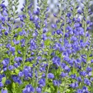 Photo Courtesy of Walter's Gardens, Inc.
