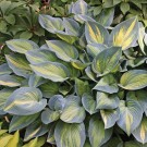 Photo Courtesy of Walter's Gardens, Inc.