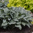 Photo Courtesy of Walter's Gardens, Inc.