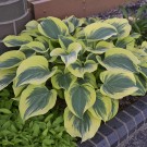 Photo Courtesy of Walter's Gardens, Inc.