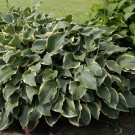 Photo Courtesy of Walter's Gardens, Inc.