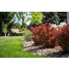 Photo Courtesy of Bailey Nurseries Inc.