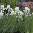 Photo Courtesy of Walter's Gardens, Inc.