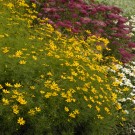 Photo Courtesy of Walter's Gardens, Inc.