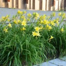 Photo Courtesy of Walter's Gardens, Inc.