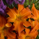 Photo Courtesy of Walter's Gardens, Inc.
