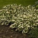 Photo Courtesy of Walter's Gardens, Inc.