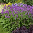 Photo Courtesy of Walter's Gardens, Inc.