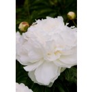 Photo Courtesy of Bailey Nurseries Inc.
