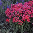 Photo Courtesy of Walter's Gardens, Inc.