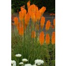 Photo Courtesy of TERRA NOVA® Nurseries, Inc.