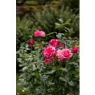 Photo Courtesy of Bailey Nurseries Inc.