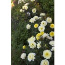 Photo Courtesy of Bailey Nurseries Inc.