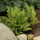 Photo Courtesy of Walter's Gardens, Inc.