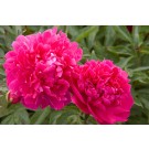 Photo Courtesy of Bailey Nurseries Inc.