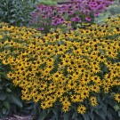 Photo Courtesy of Walter's Gardens, Inc.
