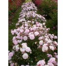 Photo Courtesy of Bailey Nurseries Inc.