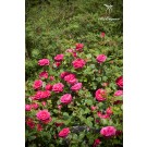 Photo Courtesy of Bailey Nurseries Inc.
