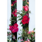 Photo Courtesy of Bailey Nurseries Inc.