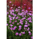 Photo Courtesy of TERRA NOVA® Nurseries, Inc.