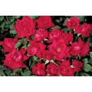 Photo Courtesy of Bailey Nurseries Inc.