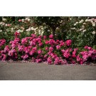 Photo Courtesy of Bailey Nurseries Inc.