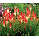 Photo Courtesy of TERRA NOVA® Nurseries, Inc.