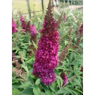 Photo Courtesy of Bailey Nurseries Inc.