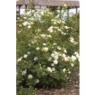 Photo Courtesy of Bailey Nurseries Inc.