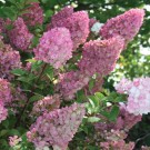 Photo Courtesy of Bailey Nurseries Inc.