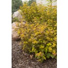 Photo Courtesy of Bailey Nurseries Inc.