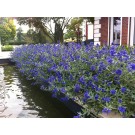 Photo Courtesy of Bailey Nurseries Inc.