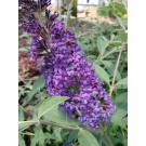 Photo Courtesy of Bailey Nurseries Inc.