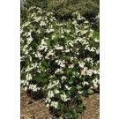 Photo Courtesy of Bailey Nurseries Inc.