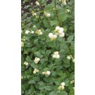 Photo Courtesy of Bailey Nurseries Inc.
