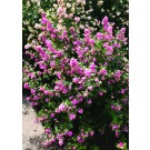 Photo Courtesy of Bailey Nurseries Inc.
