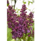Photo Courtesy of Bailey Nurseries Inc.