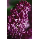 Photo Courtesy of Bailey Nurseries Inc.