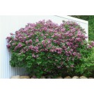 Photo Courtesy of Bailey Nurseries Inc.