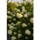 Photo Courtesy of Bailey Nurseries Inc.