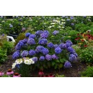 Photo Courtesy of Bailey Nurseries Inc.
