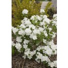 Photo Courtesy of Bailey Nurseries Inc.