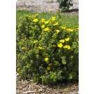 Photo Courtesy of Bailey Nurseries Inc.