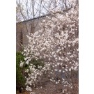 Photo Courtesy of Bailey Nurseries Inc.