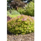 Photo Courtesy of Bailey Nurseries Inc.
