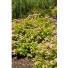 Photo Courtesy of Bailey Nurseries Inc.