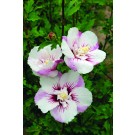 Photo Courtesy of Bailey Nurseries Inc.